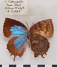 Museum specimen