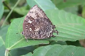 Ventral view