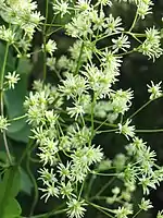 Thalictrum dasycarpum