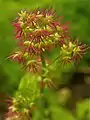 Female flowers of Thalictrum occidentale