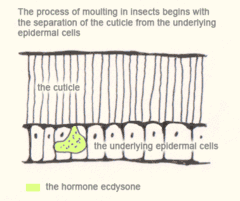 The process of moulting in insects begins with the separation of the cuticle from the underlying epidermal cells.