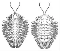 Restoration of the trilobite Triarthrus eatoni