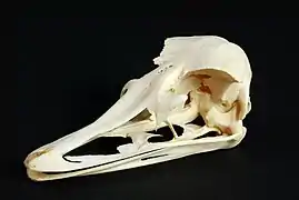 Skull