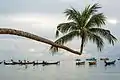 The Extraordinary Coconut Tree in Ko Tao