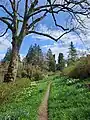 Path through the lime tree walk