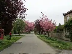 A rural street fringed with blossom trees