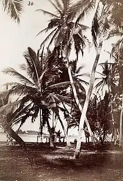 Old Ningo, 1870s