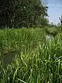 The North Walsham and Dilham Canal near Honing