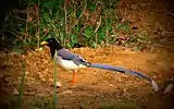 The yellow-billed blue magpie or gold-billed magpie