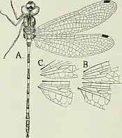 Drawing of a male Cordulephya pygmaea by Robin Tillyard. Detail of wing base: B. (male), C. (female)