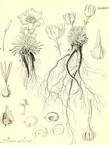 illustration of plant species