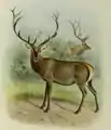 Illustration of Altai wapiti.