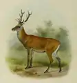 Illustration of Manchurian wapiti.