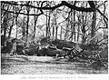 Magdalen College elm after being blown down (1911)