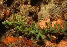 Caulerpa serrulata at Ponta do Ouro, Mozambique