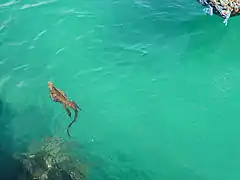 A marine iguana swimming at sea near Puerto Ayora, the most populous town in the Galápagos