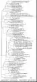 The phylogenetic tree of sRNA-Xcc1 homologs based on multiple alignments. Symbols on the right hand side of the name of bacterial strain indicate the class of the species that holds the sRNA-Xcc1 homolog, and the place where the homolog located.