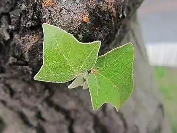 Young leaves demonstrating their hairy character