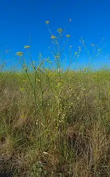 Colonies of sand hill snails