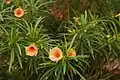 Variety with apricot-colored flowers.