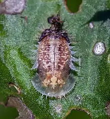 Thistle Tortoise Beetle Cassida rubiginosa