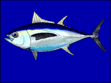 Bigeye tuna cruise the epipelagic zone at night and the mesopelagic zone during the day.