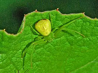 Ebrechtella tricuspidata