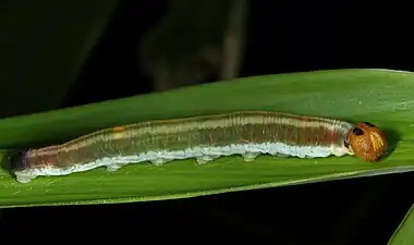 Larva (lateral view)