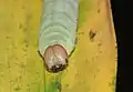 Head (larva)