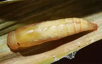 Pupa