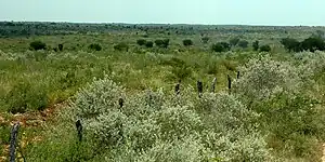 Thornscrub south of Reynosa, Municipality of Reynosa, Tamaulipas, Mexico (August 2007)