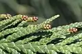 Shoot with pollen cones