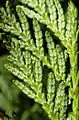 The leaves have white markings on the undersides of the flat foliage sprays.