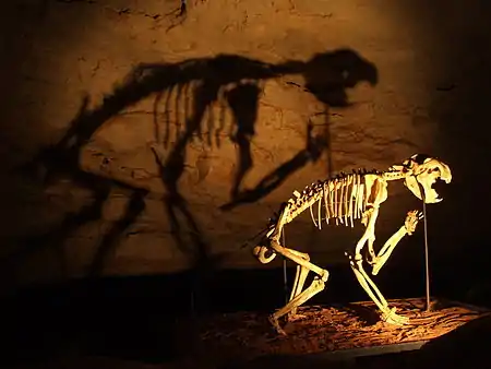 Upright reconstruction of a Thylacoleo skeleton inside Naracoorte Caves, its shadow cast against the cave wall