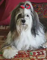 Tibetan Terrier