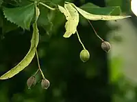 Tilia cordata (recaulescence)