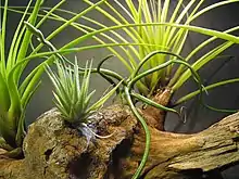 Tillandsia loliacea