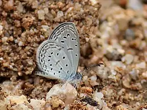 Ventral view