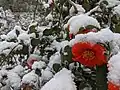 The plant covered in the first snow of fall in zone 5a