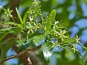 Inflorescence