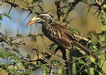 L. n. nasutus, adult female at Lake Naivasha, Kenya, with the diagnostic tricoloured bill