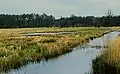 Nature Reserve Togerwiesen bei Garlitz