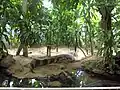 Crocodiles at Artis