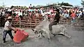 Bullfighting on the beach