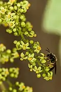 Flower detail, with bee