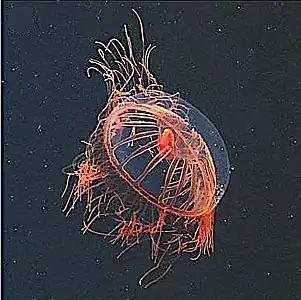 Trachymedusa with a large red mysid in its gut