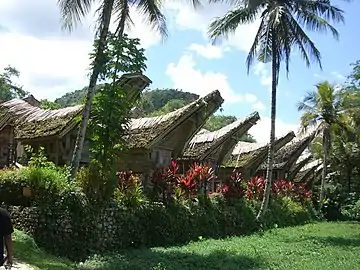 Red ti planted around traditional Toraja houses in Tana Toraja, Sulawesi