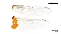 Female wings