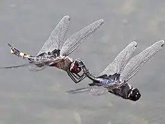 Black saddlebags tandem flight