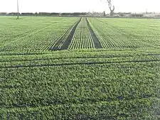 Young winter barley in early November,Scotland, 2009